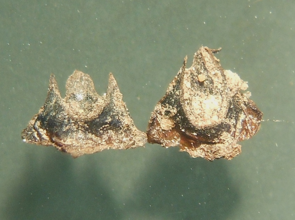 Isotes durieui / Calamaria di Durieu